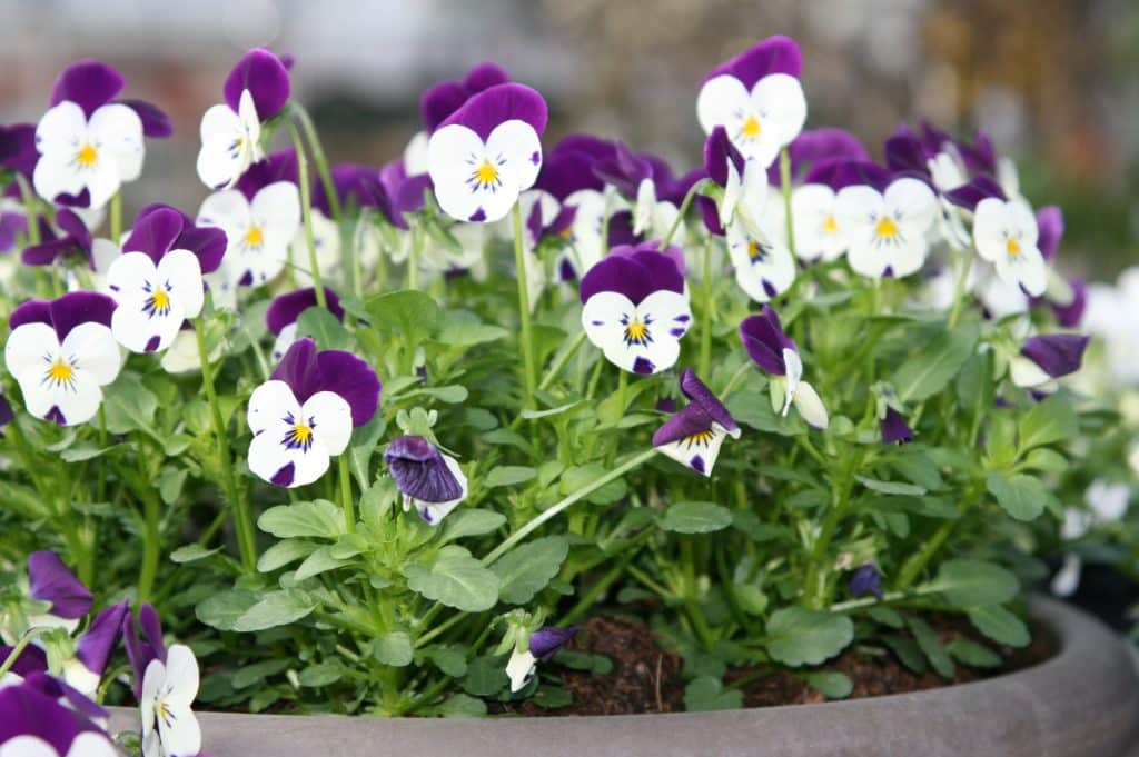 Stiefmutterchen Und Veilchen Frohliche Fruhlingblumen Die Lange Freude Bereiten Garten Revue