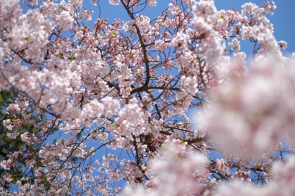 Die Pracht der SakuraBlüte Garten Revue