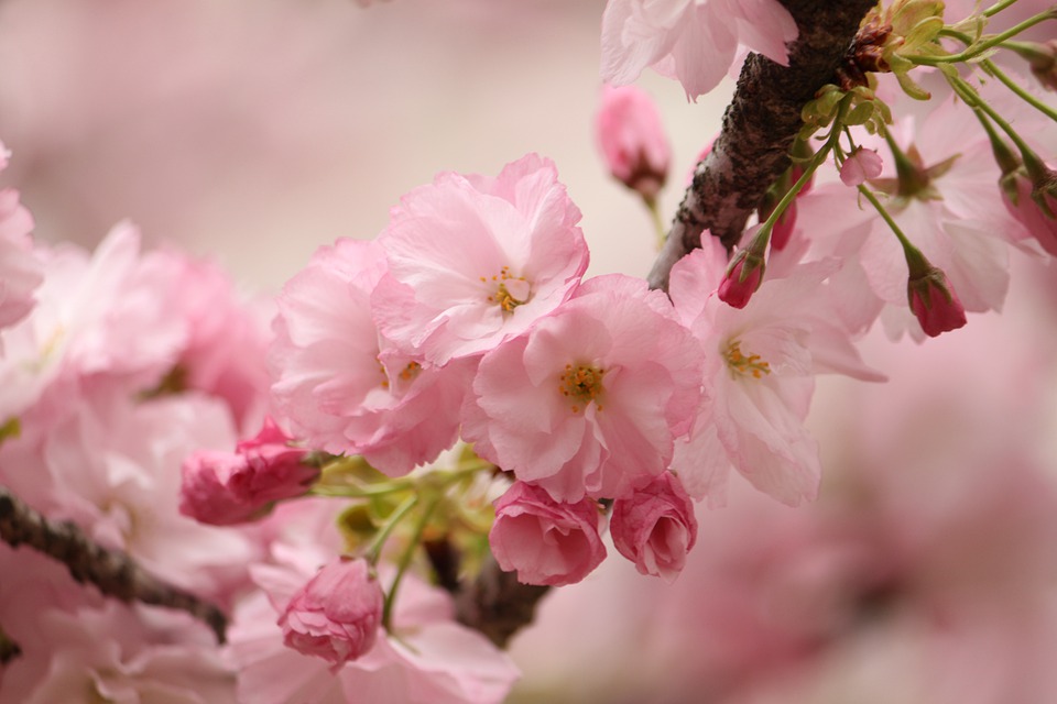 Die Pracht der SakuraBlüte Garten Revue